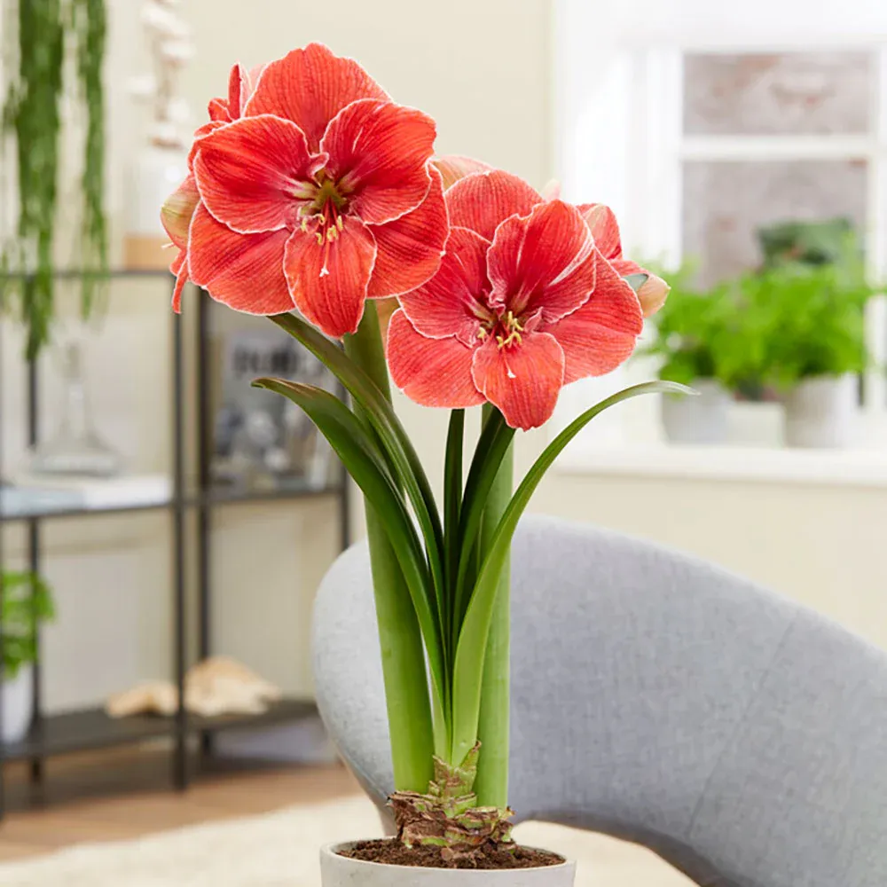 VEGSOW Amaryllis Bulbs - Magical Touch