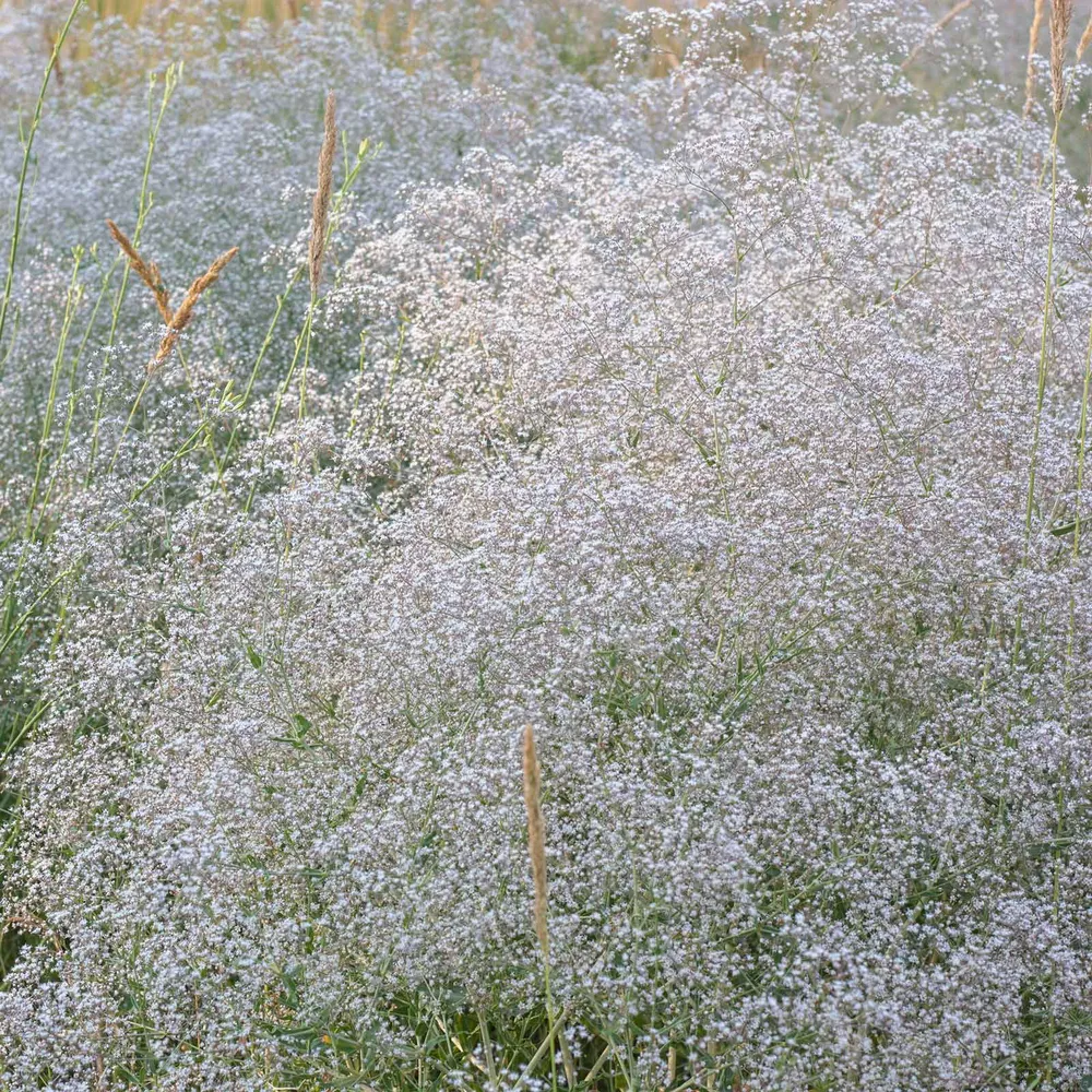 VEGSOW Perennial Baby's Breath Seeds - Gypsophila Paniculata for Garden Landscaping