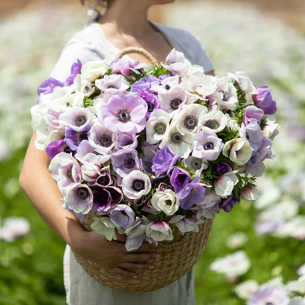 VEGSOW Anemone Bulbs - Rainbow Pastel Mix, Perennial Flower Bulbs for Garden Planting