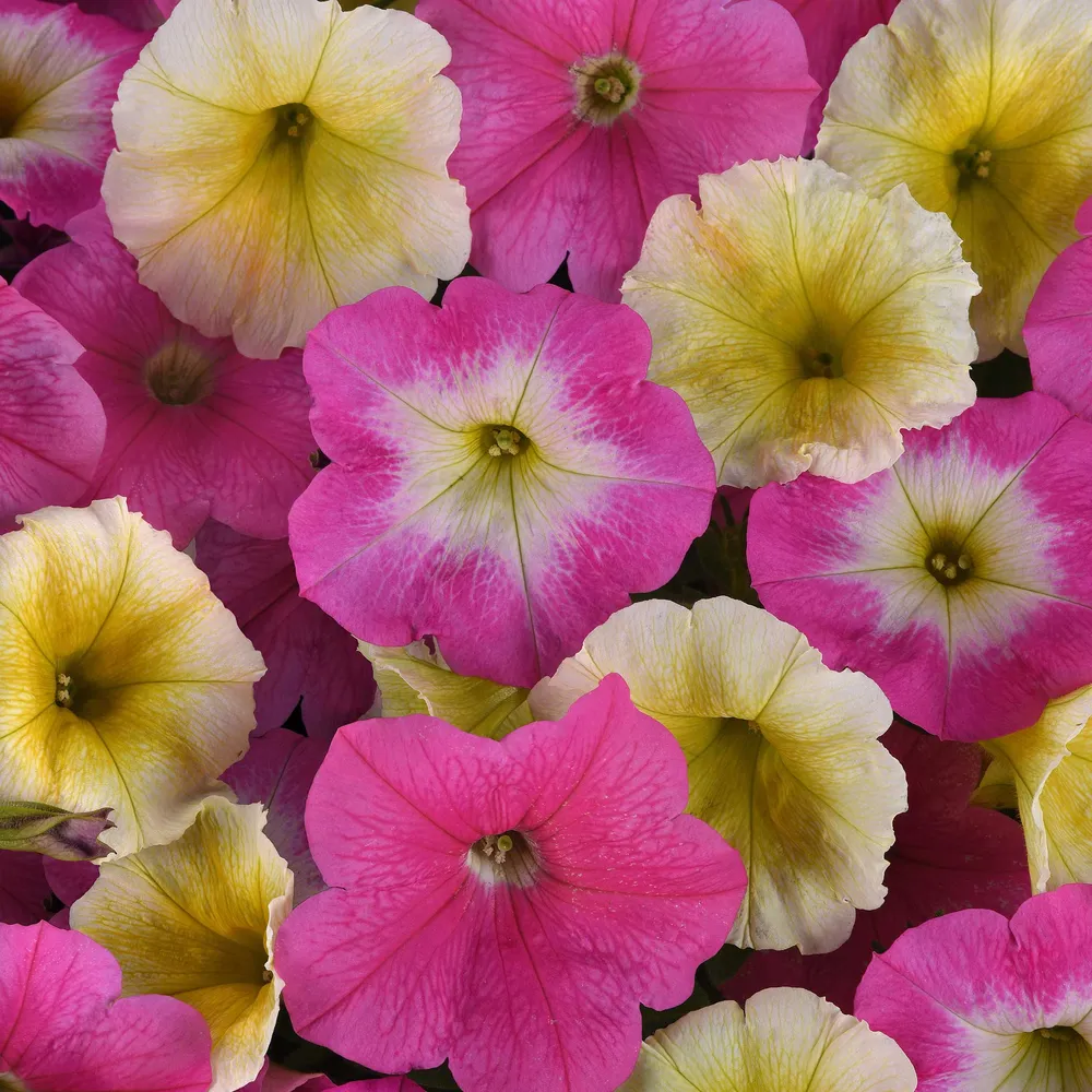 VEGSOW Easy Wave Sweet Taffy Petunia Seeds for Garden Planting