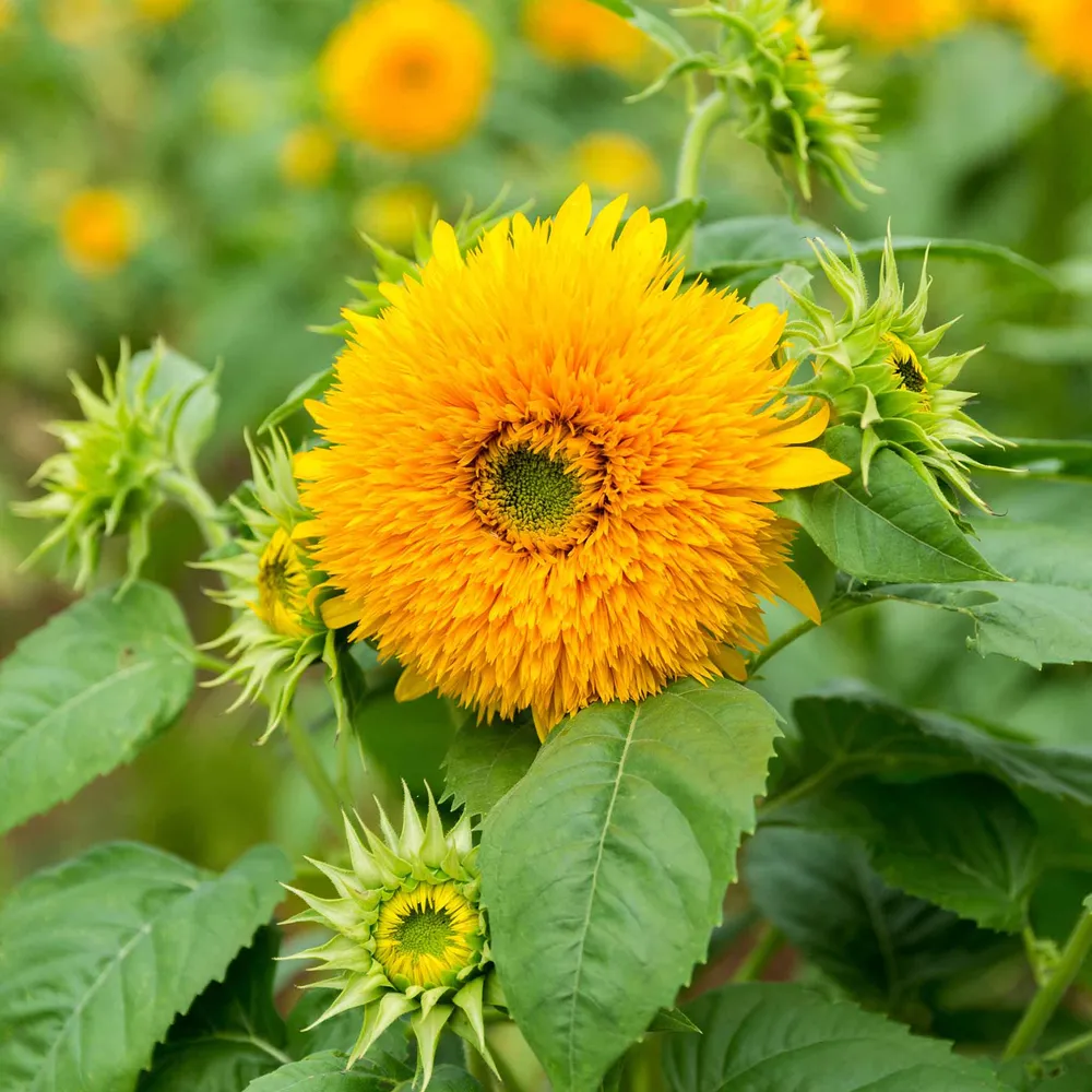 Tall Teddy Bear Sunflower Seeds - Giant Double Bloom Heirloom Seeds