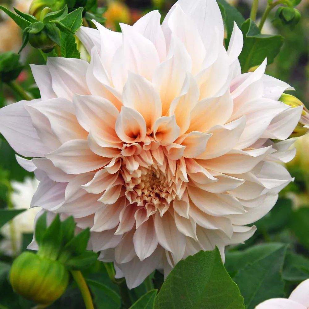 VEGSOW Dinnerplate Dahlia Tubers - Cafe au Lait