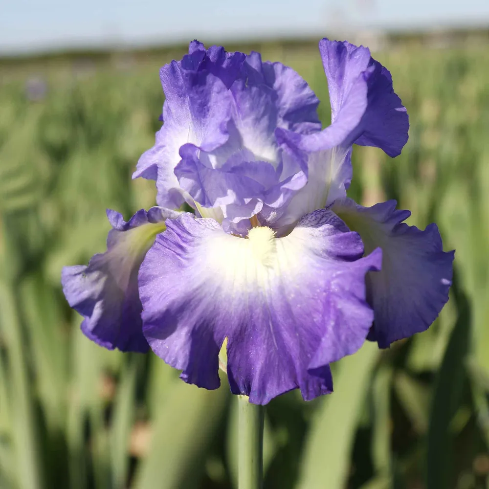 VEGSOW City Lights Bearded Iris Bulbs - Perennial Garden Rhizomes
