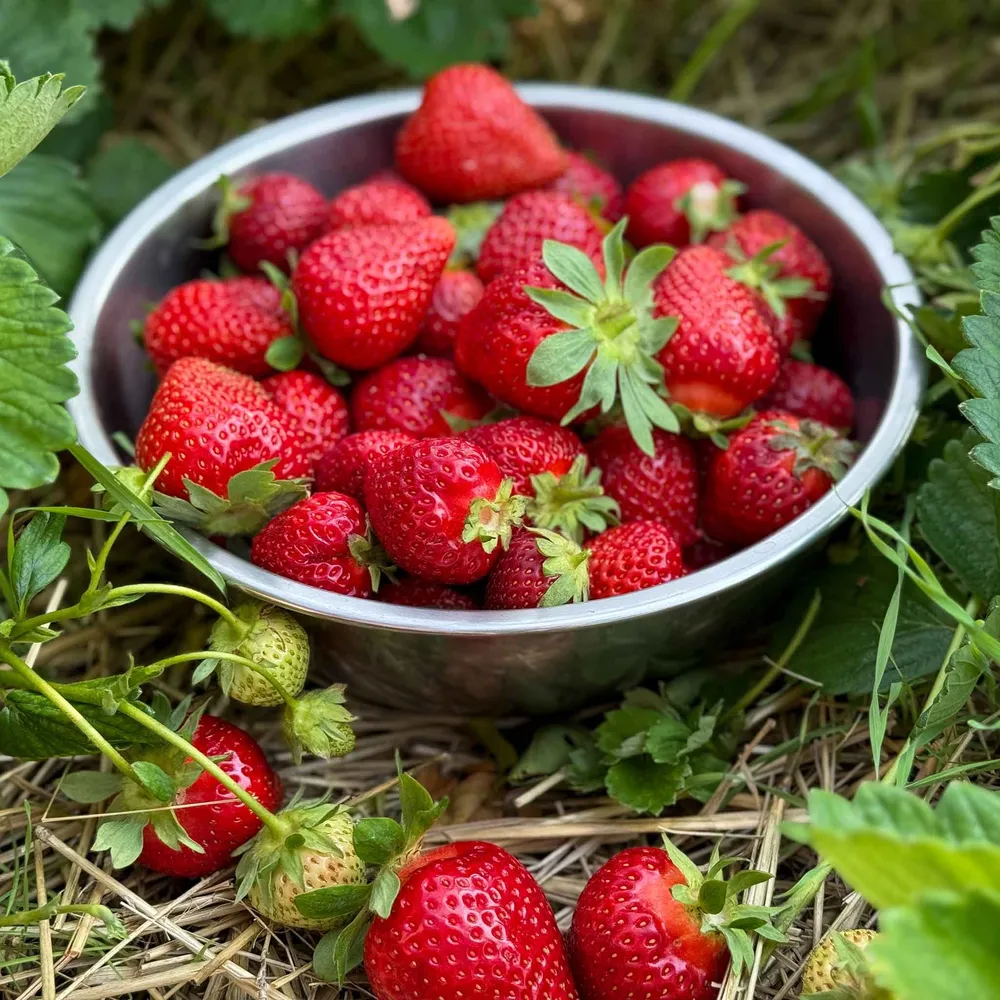 VEGSOW All Star Junebearing Strawberry Roots - Bare Root Strawberry Plants