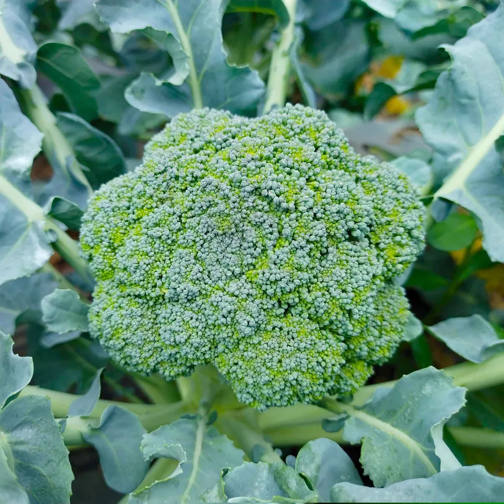 Waltham 29 Broccoli Seeds - Heirloom Variety for Microgreens and Garden
