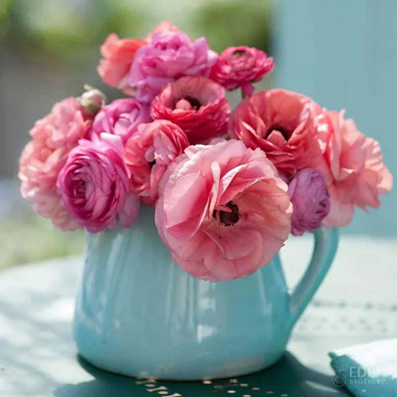 VEGSOW Ranunculus Bulbs - Pink Chiffon Mix