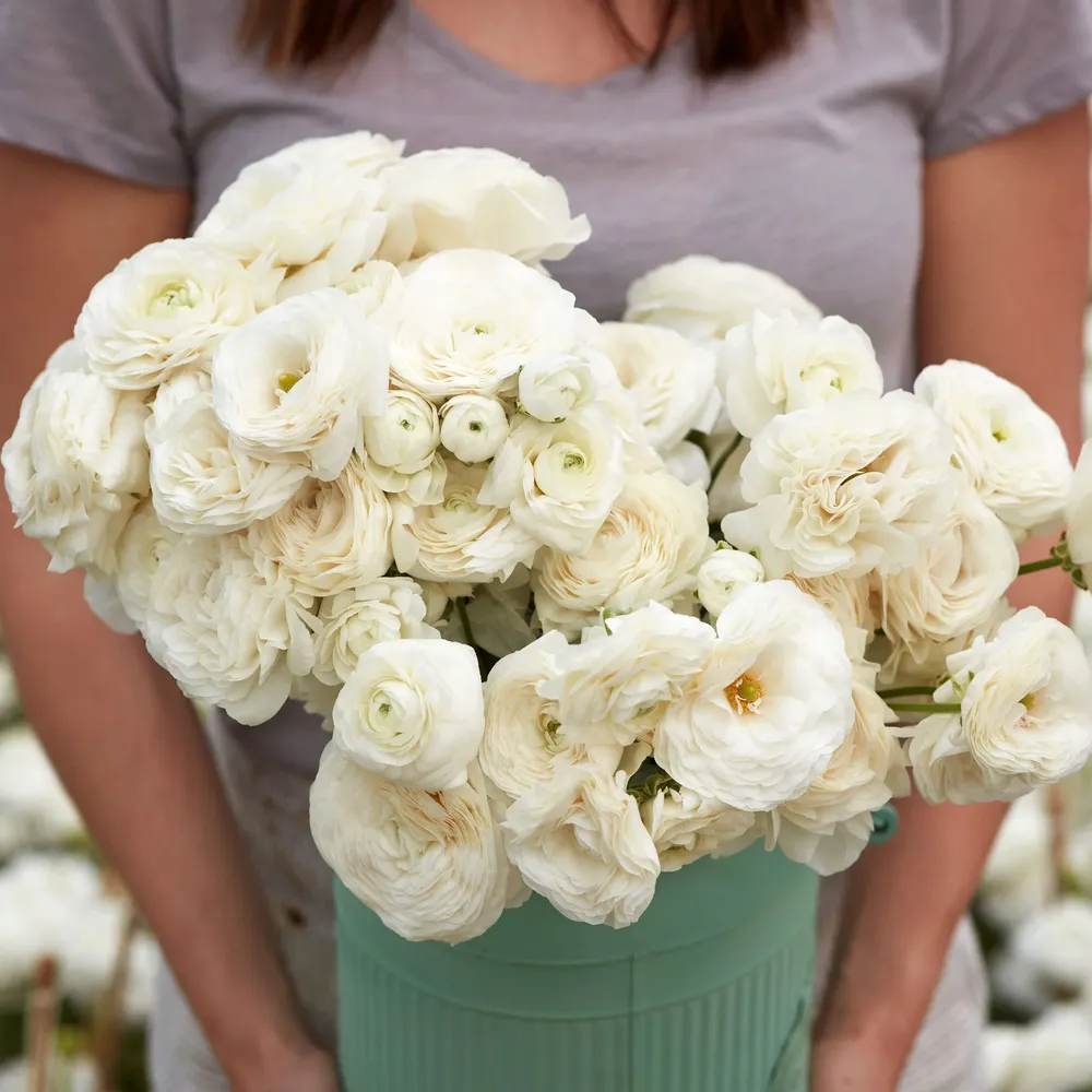 VEGSOW White Ranunculus Bulbs - Spring Flowering Garden Bulbs