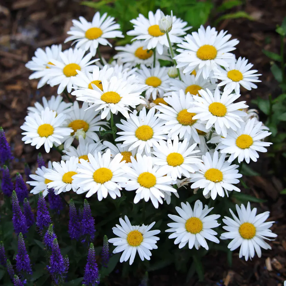 VEGSOW Shasta Daisy Seeds - Perennial Flower Seeds for Garden Planting