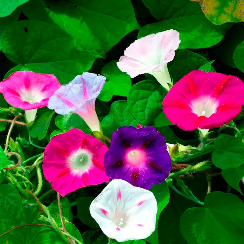 VEGSOW Morning Glory Seeds - Imperial Mix