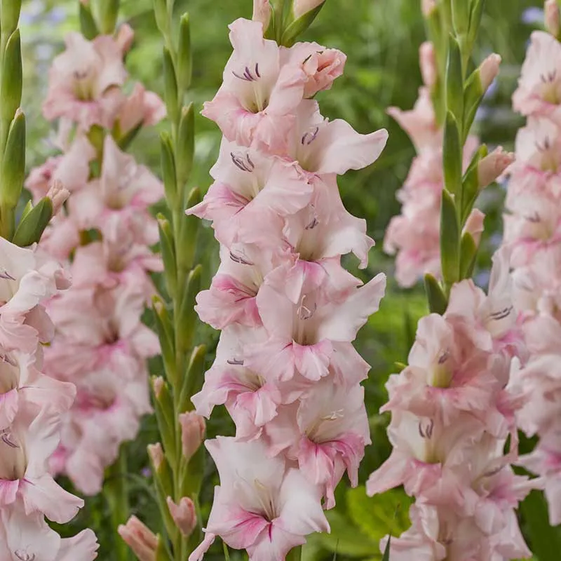Gladiolus Flower Bulbs - Adrenalin Variety