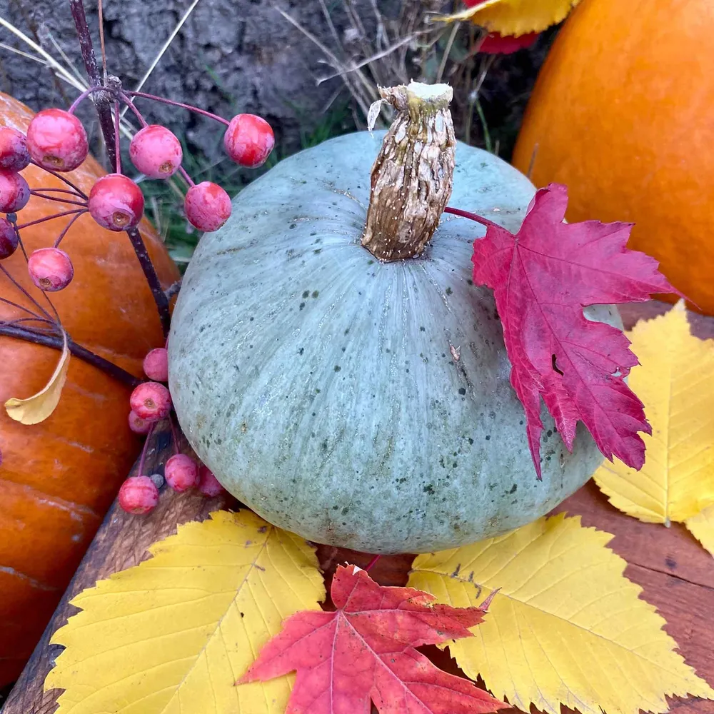 VEGSOW Sweet Meat Winter Squash Seeds - Heirloom Vegetable Seeds