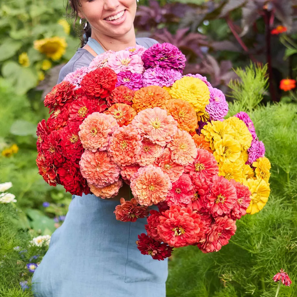 VEGSOW Benary's Giant Zinnia Seeds - Vibrant Mix for Garden Landscapes