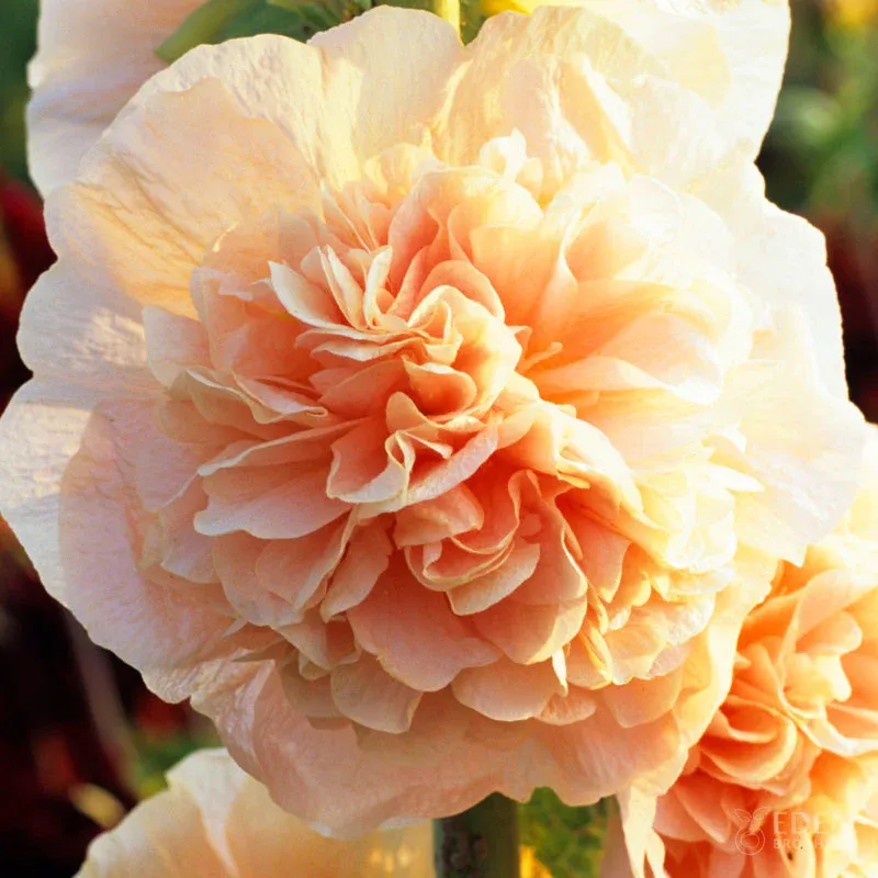 VEGSOW Hollyhock Roots - Chamois