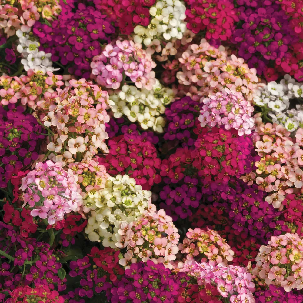 VEGSOW Alyssum Seeds - Easter Bonnet Mix