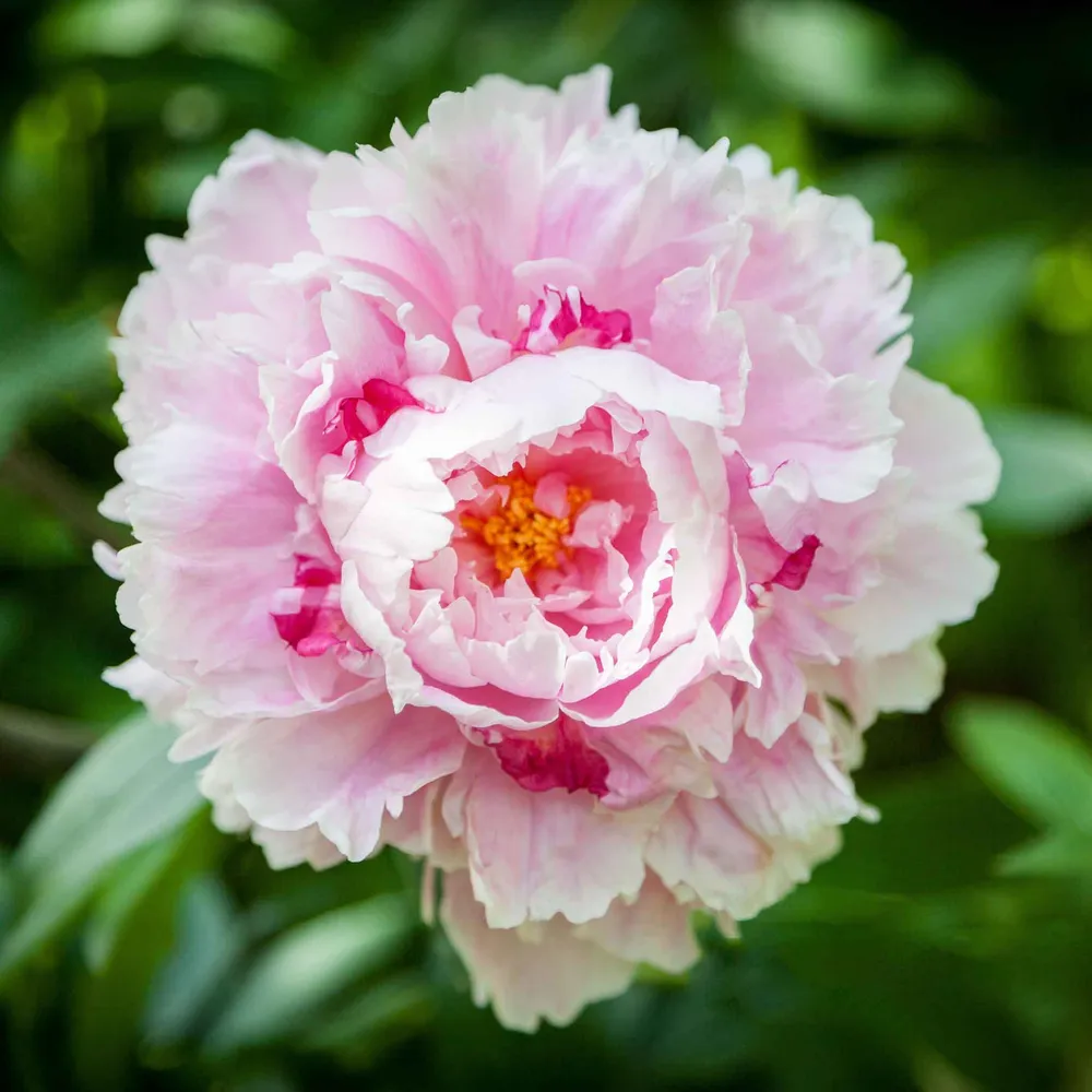 VEGSOW Jumbo Sarah Bernhardt Peony Roots - Bare Root Perennial Flower Bulbs