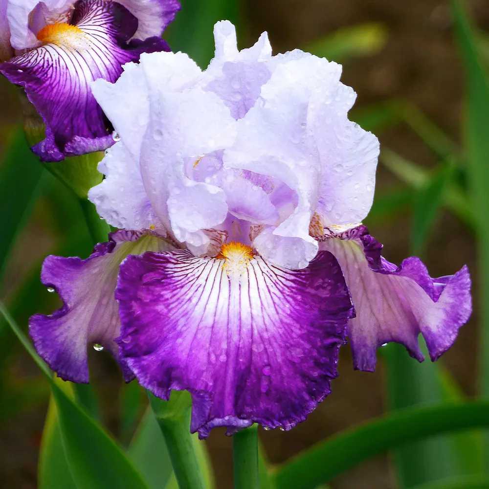 VEGSOW Bearded Iris Bulbs - Off Topic Variety