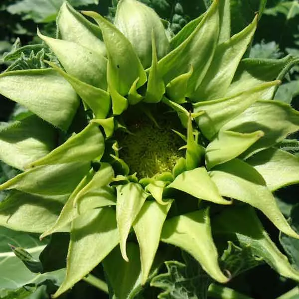 VEGSOW SunFill Green Sunflower Seeds - Garden Planting Variety