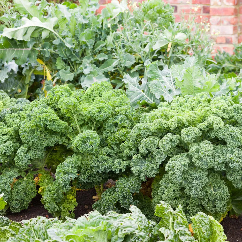 VEGSOW Organic Kale Seeds - Blue Curled Scotch & Vates Heirloom Varieties