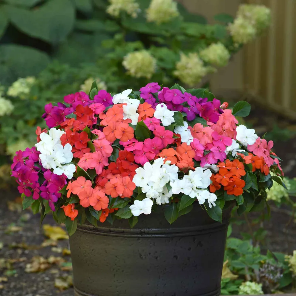 VEGSOW Impatiens Seeds - Beacon Mix