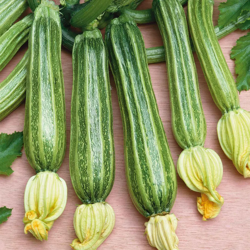 VEGSOW Romanesco Summer Squash Seeds - Heirloom Vegetable Gardening Seeds