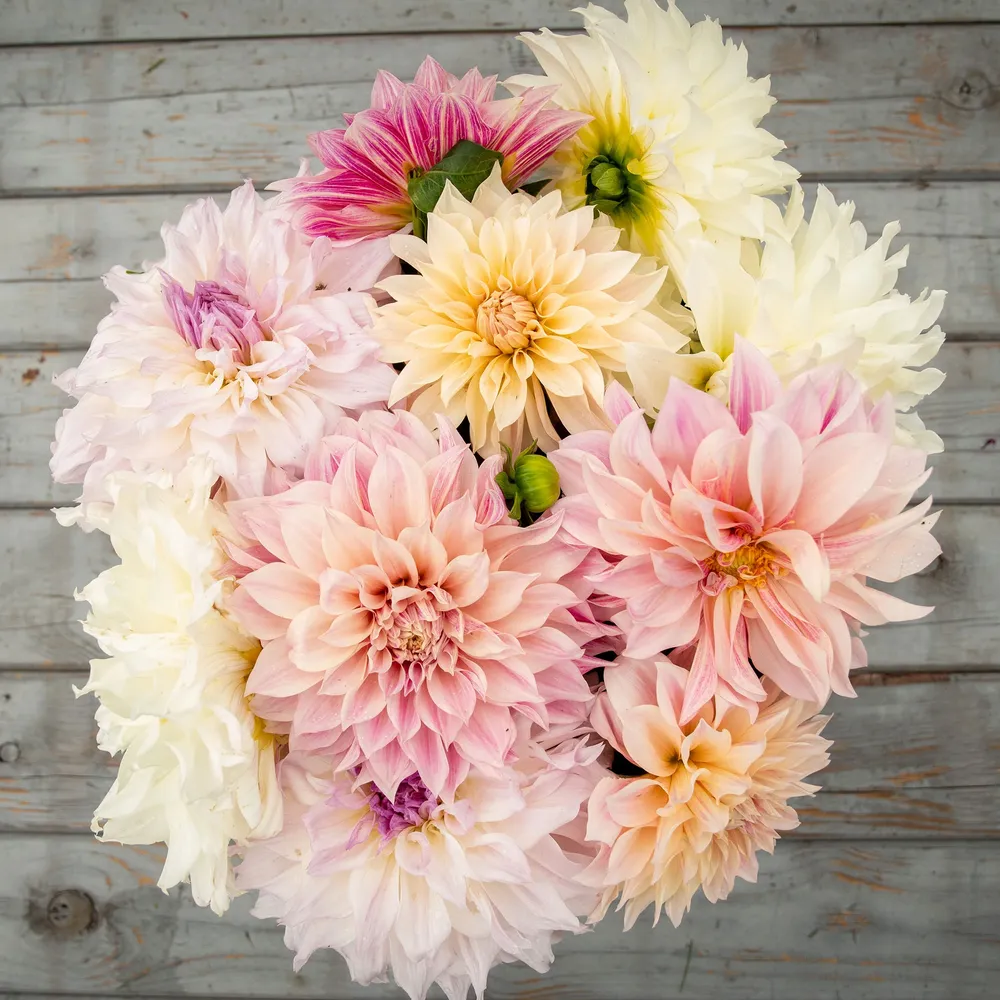 VEGSOW Dinnerplate Dahlia Tubers - Celestial Mix