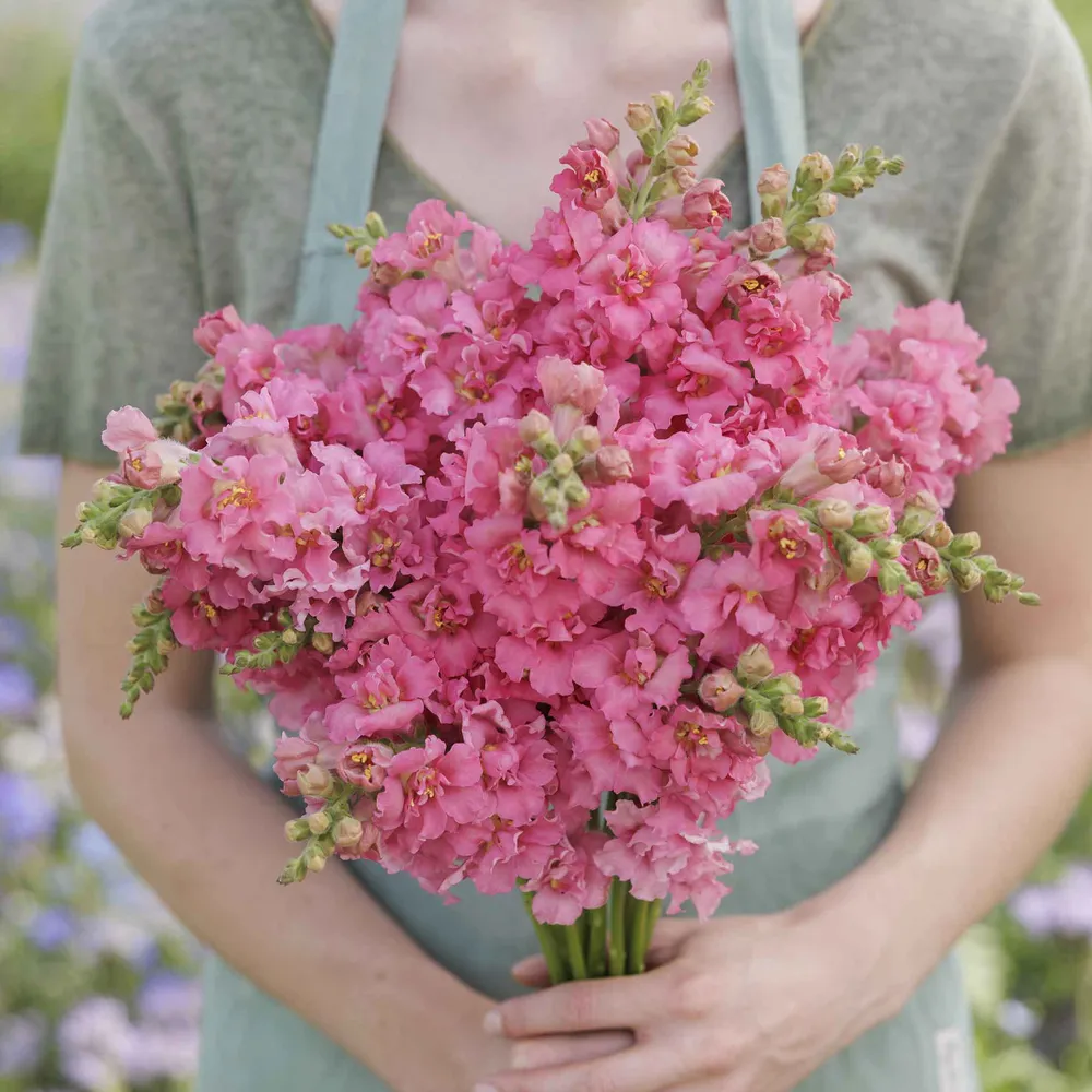 VEGSOW Snapdragon Seeds - Madame Butterfly Rose - Double-Petal Antirrhinum