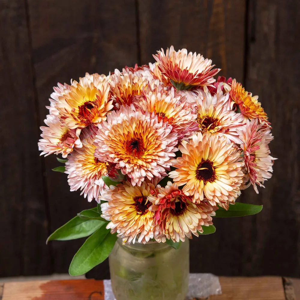 VEGSOW Organic Calendula Seeds - Strawberry Blonde Heirloom Variety