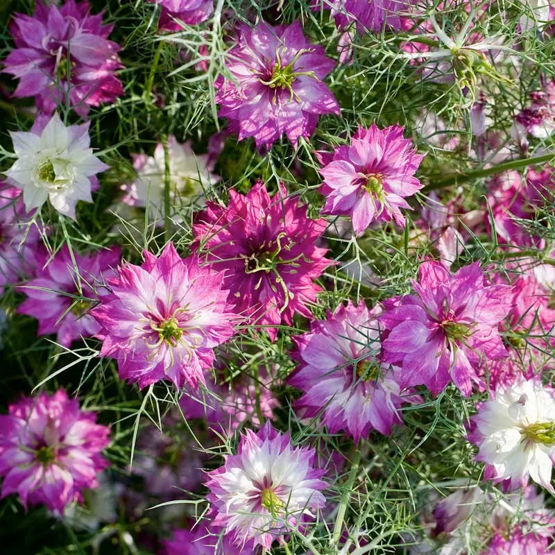 VEGSOW Love in a Mist Seeds - Mulberry Rose Heirloom Flower Seeds