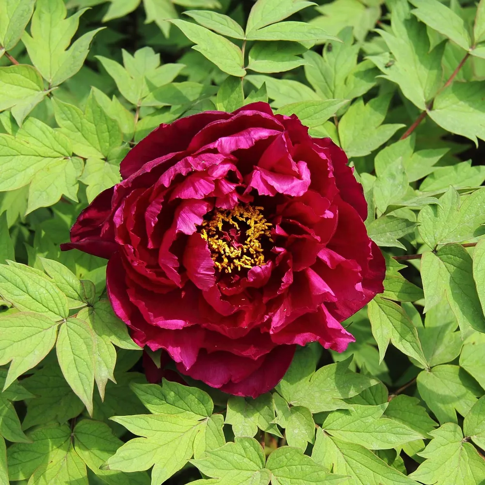 VEGSOW Tree Peony Roots - Fragrant Champion 'Guan Qun Fang'