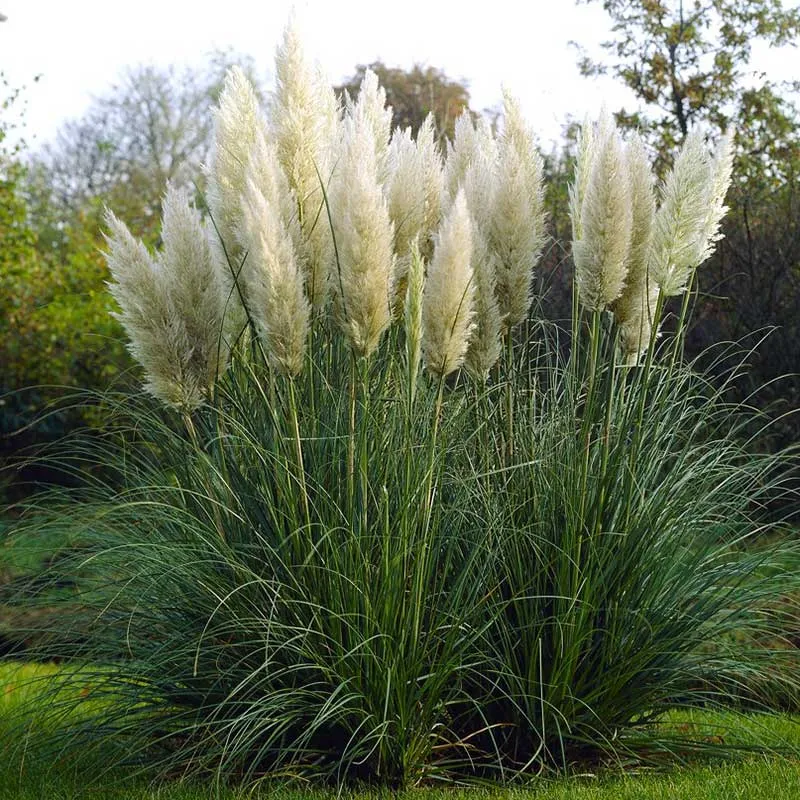 VEGSOW Pampas Grass Seeds - White Plume Ornamental Grass