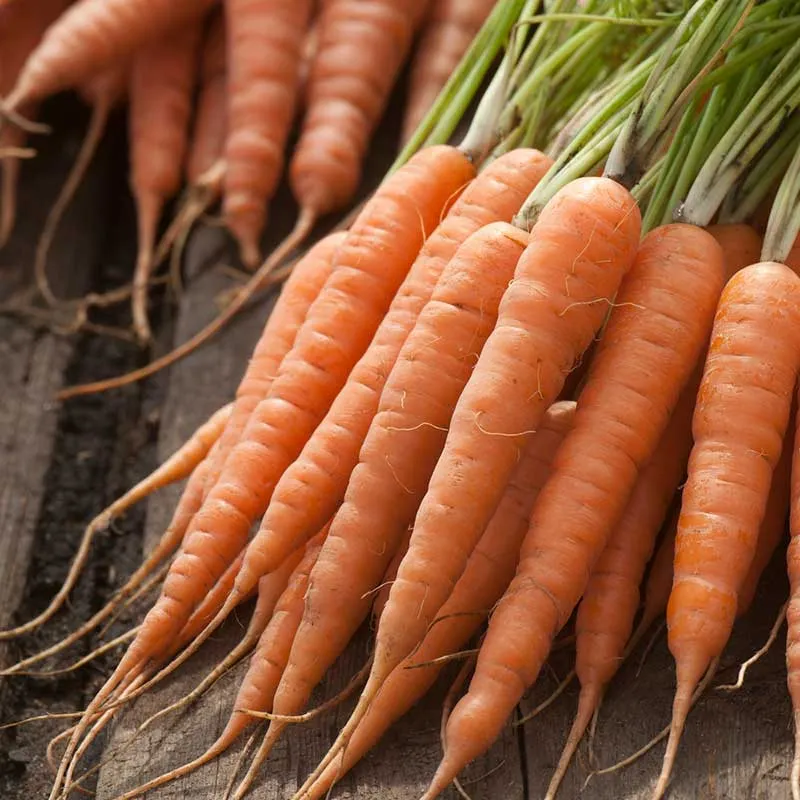 VEGSOW Chantenay Red Cored Carrot Seeds - Organic Heirloom Vegetable Seeds