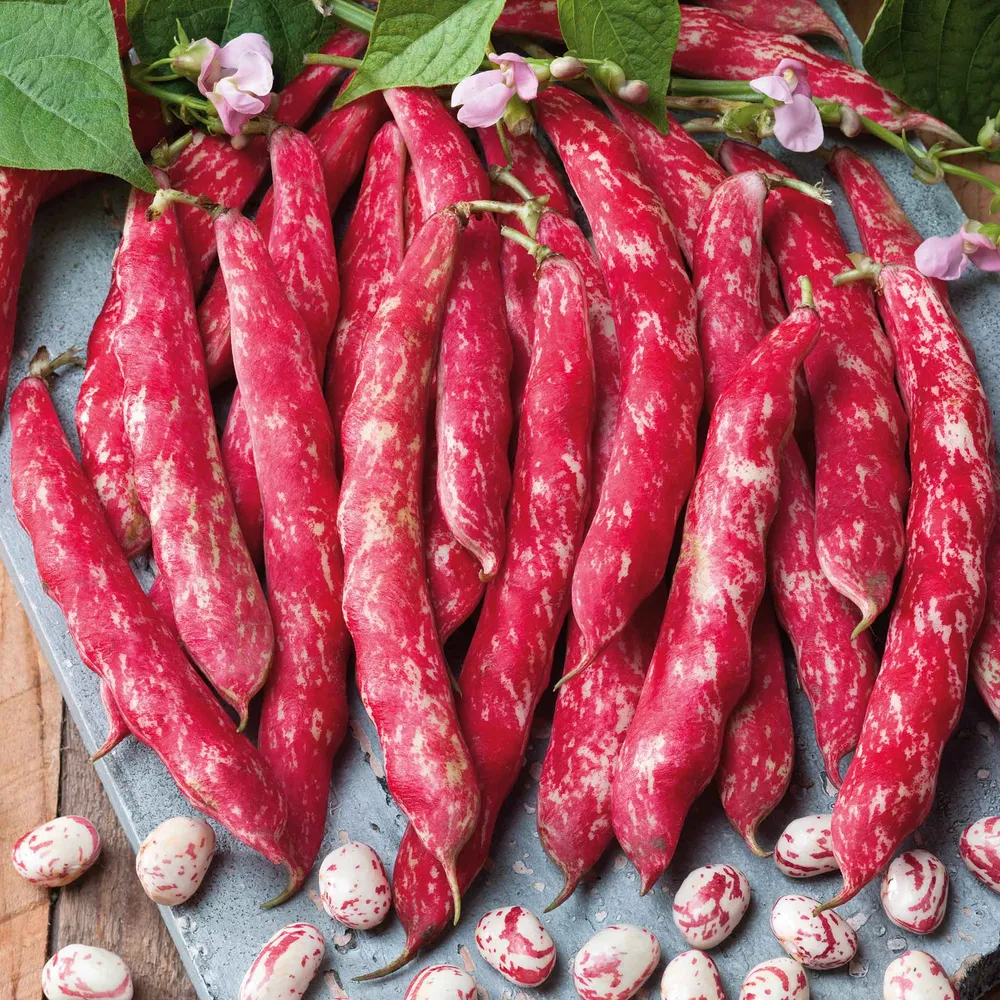 VEGSOW Tongue of Fire Bush Bean Seeds - Heirloom Vegetable Seeds