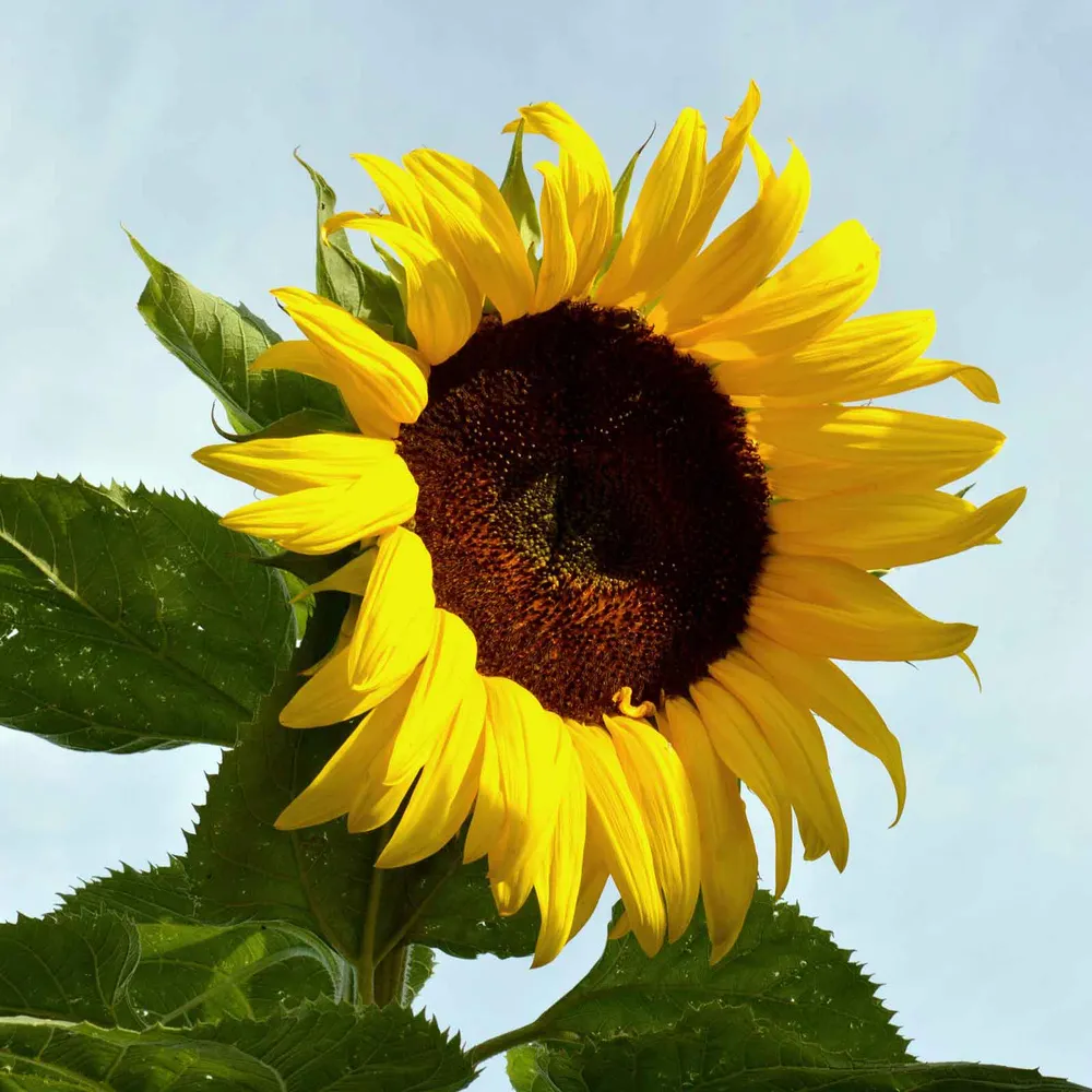 VEGSOW Black Russian Sunflower Seeds - Heirloom Variety for Home Gardening