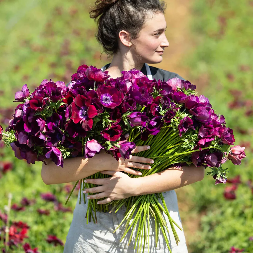 VEGSOW Anemone Bulbs - Bordeaux