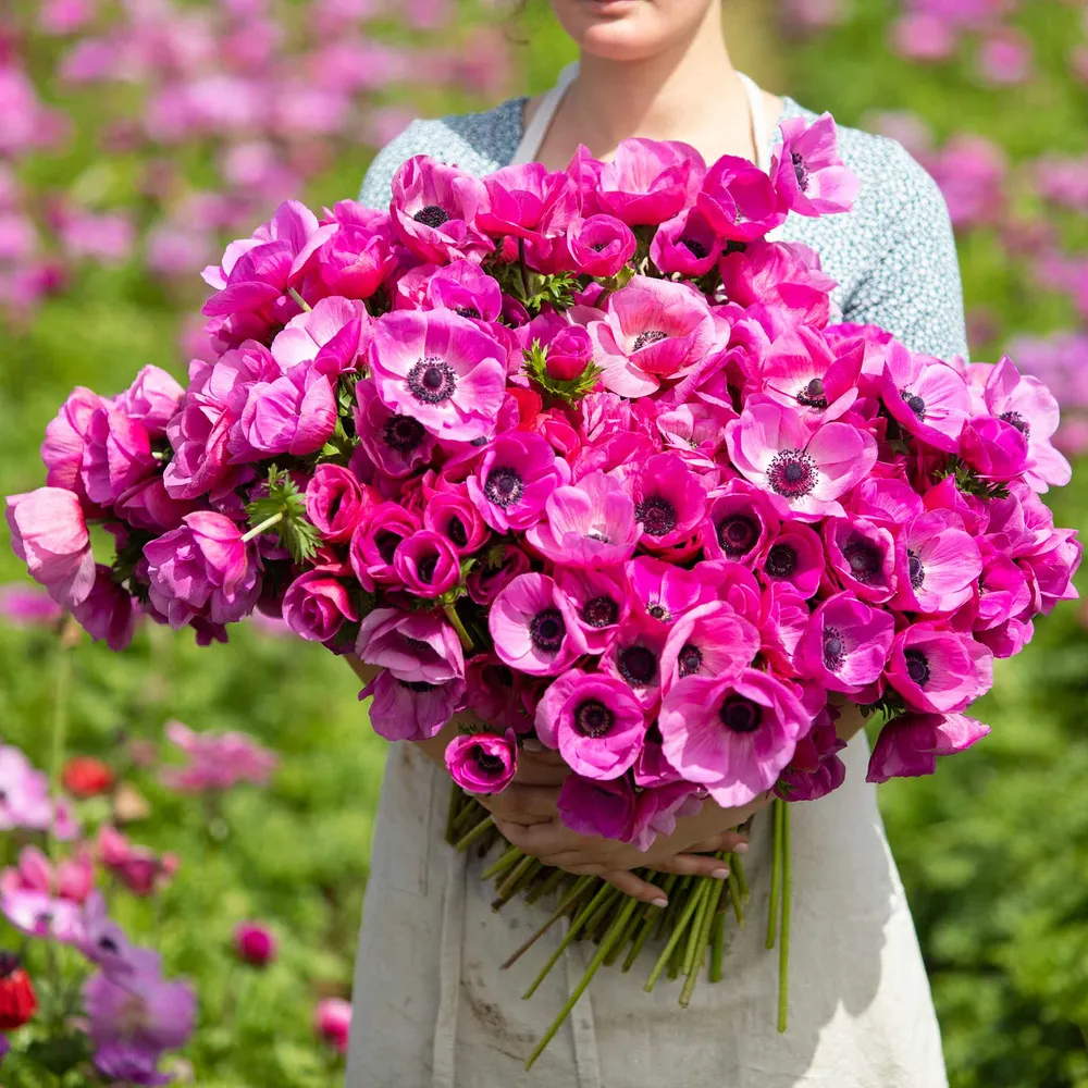 VEGSOW Pink Anemone Bulbs - Vibrant Spring Flowering Perennial Bulbs