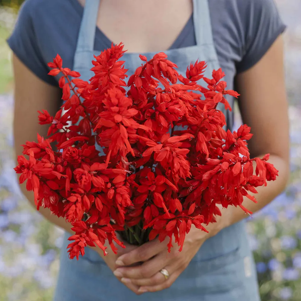 VEGSOW Blaze of Fire Sage Seeds - Heirloom Herb Planting Seeds