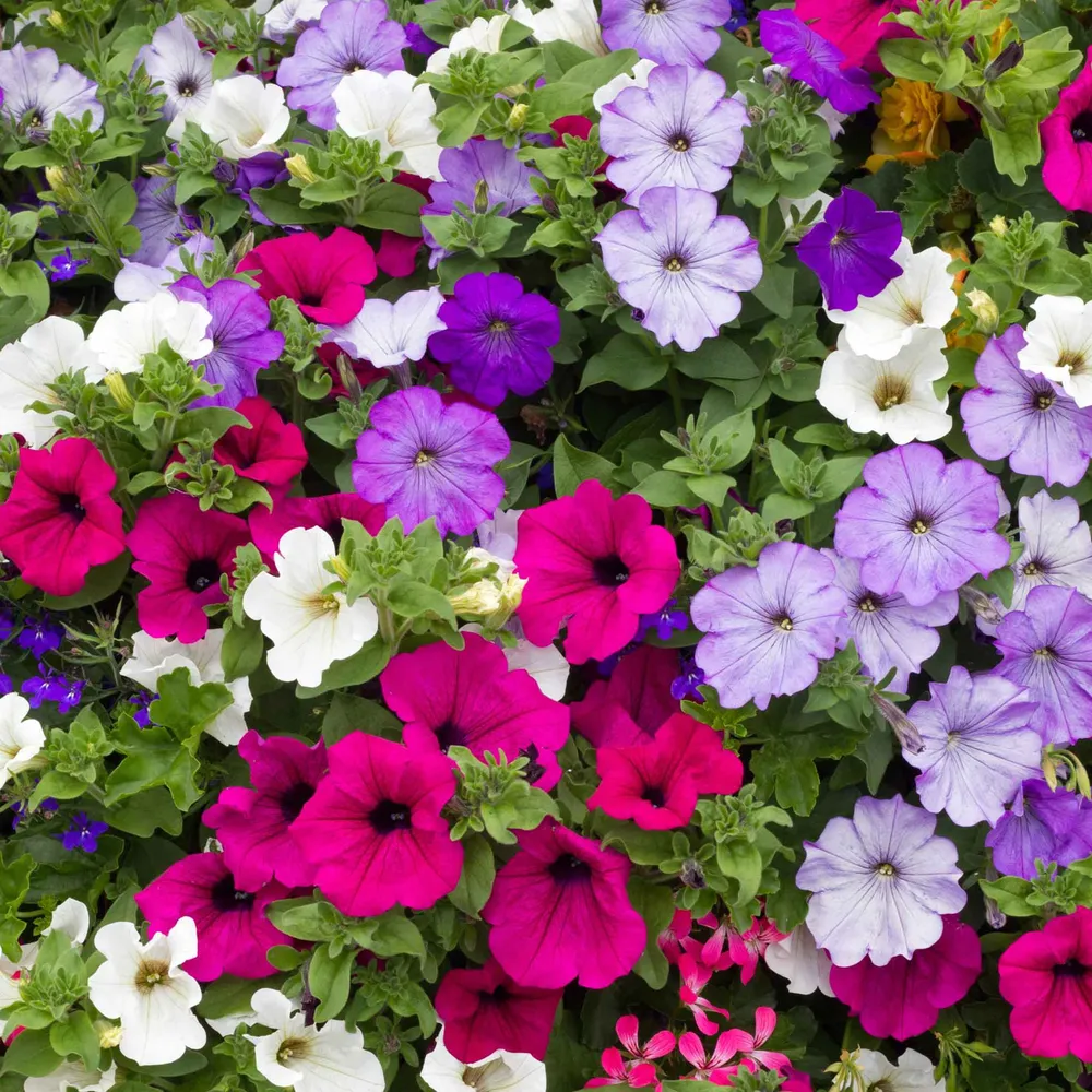 VEGSOW Dwarf Petunia Seeds Mix - Vibrant Annual Flower Seeds for Garden and Containers