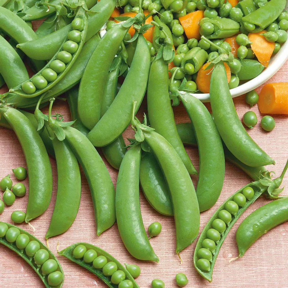 VEGSOW Sugar Snap Pea Seeds - Heirloom Vegetable Seeds for Home Gardening