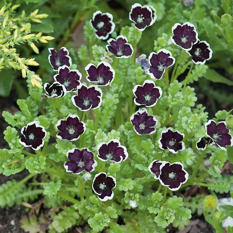 VEGSOW Nemophila Seeds - Penny Black Heirloom Wildflower Seeds