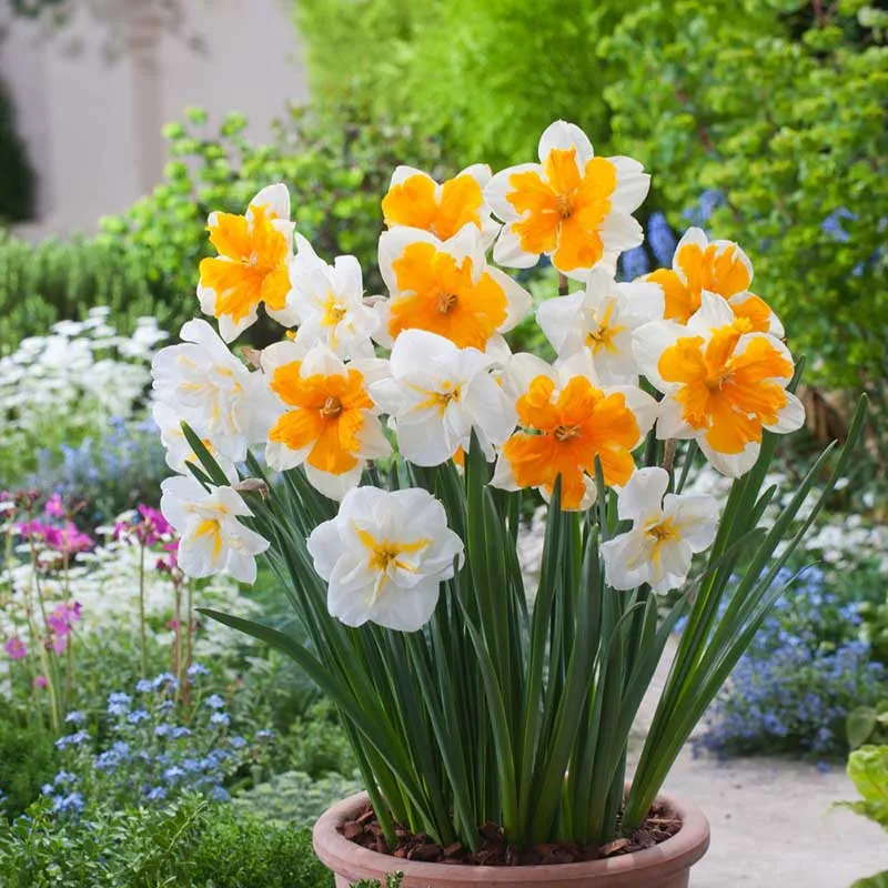 VEGSOW Daffodil Bundle - Orangery & Lemon Beauty