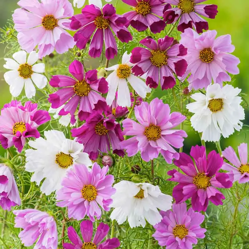 VEGSOW Cosmos Seeds - Seashells Mix