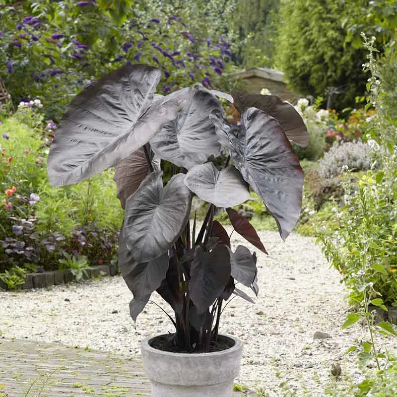 VEGSOW Elephant Ear Bulbs - Jumbo Diamond Head