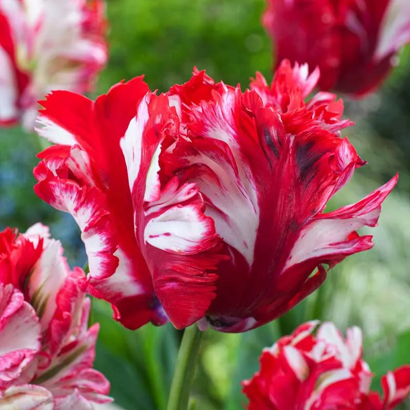 VEGSOW Estella Rijnveld Parrot Tulip Bulbs - Spring Flowering Perennial