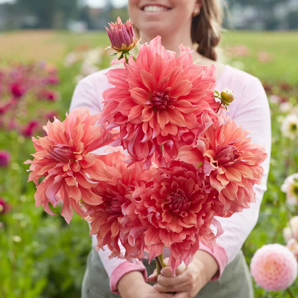 VEGSOW Dinnerplate Dahlia Tubers - Belle of Barmera