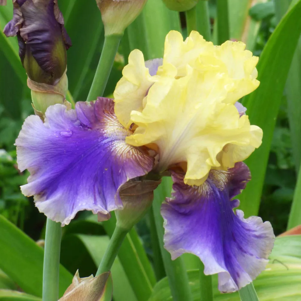 VEGSOW Jurassic Park Bearded Iris Bulbs - Tall Perennial Rhizomes