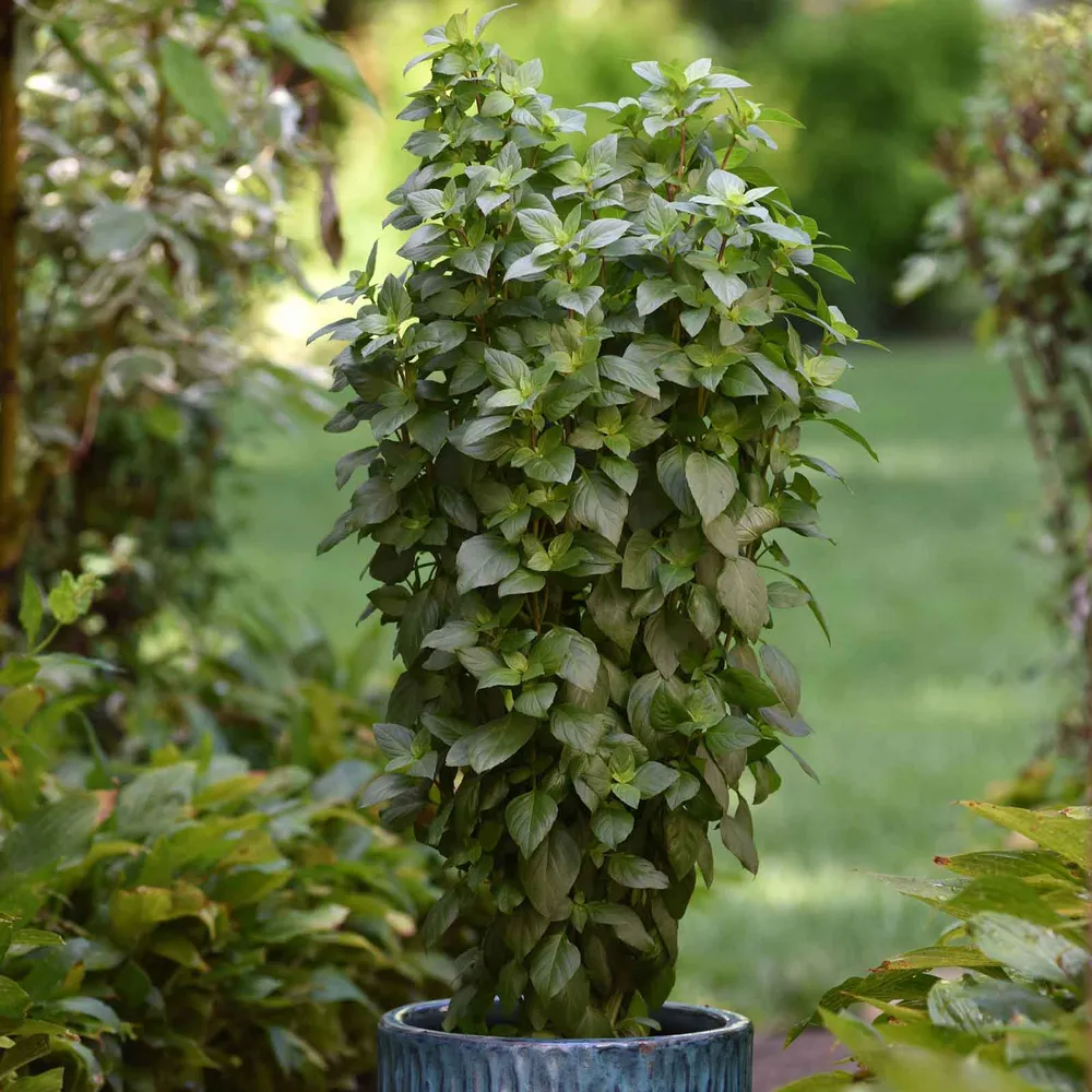 VEGSOW Everleaf Thai Tower Basil Seeds - Heirloom Herb Seeds for Indoor and Outdoor Gardening