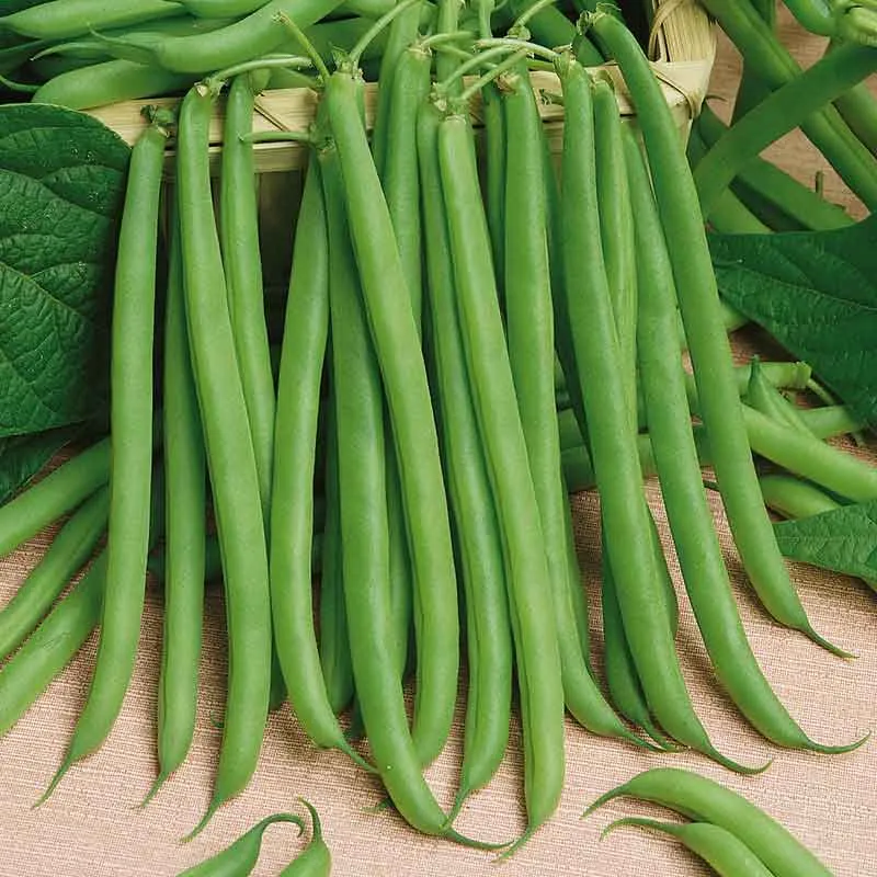 VEGSOW Slenderette Bush Bean Seeds - High-Yield Heirloom Variety