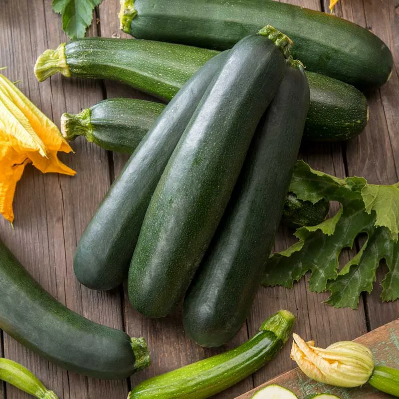 VEGSOW Black Beauty Summer Squash Seeds - Heirloom Vegetable Seeds for Home Gardening