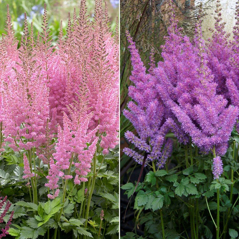 Astilbe Roots - Pink & Purple Mix Perennial Flower Bulbs