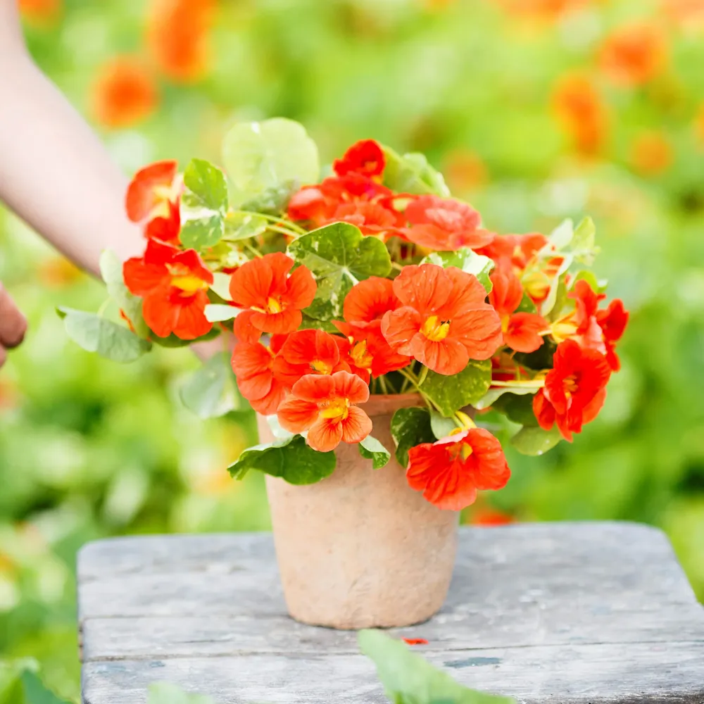 VEGSOW Nasturtium Seeds - Alaska Scarlet